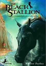 The Black Stallion